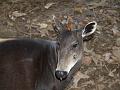 Duiker headshot-1